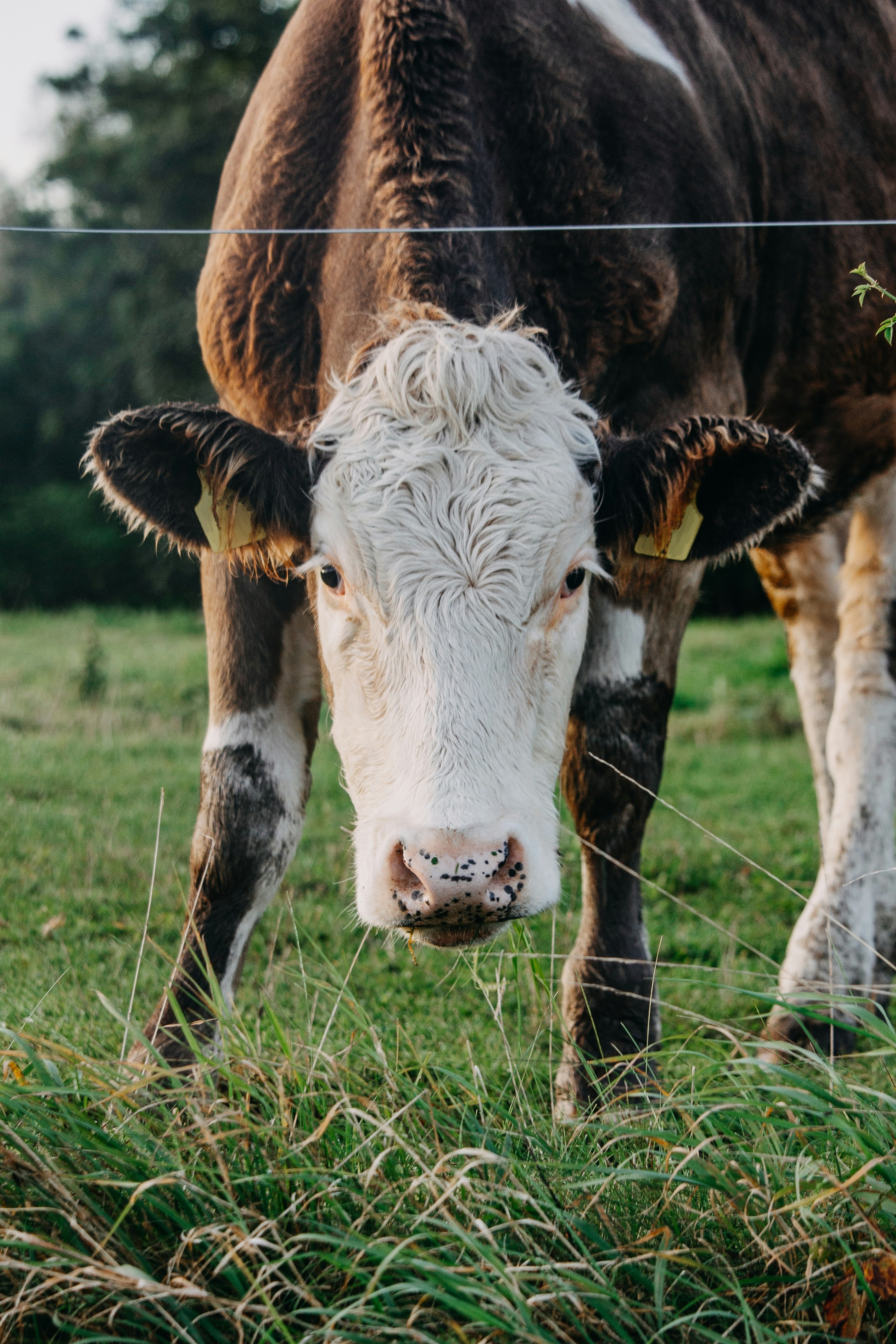 white and brown cow on green grass field during daytime